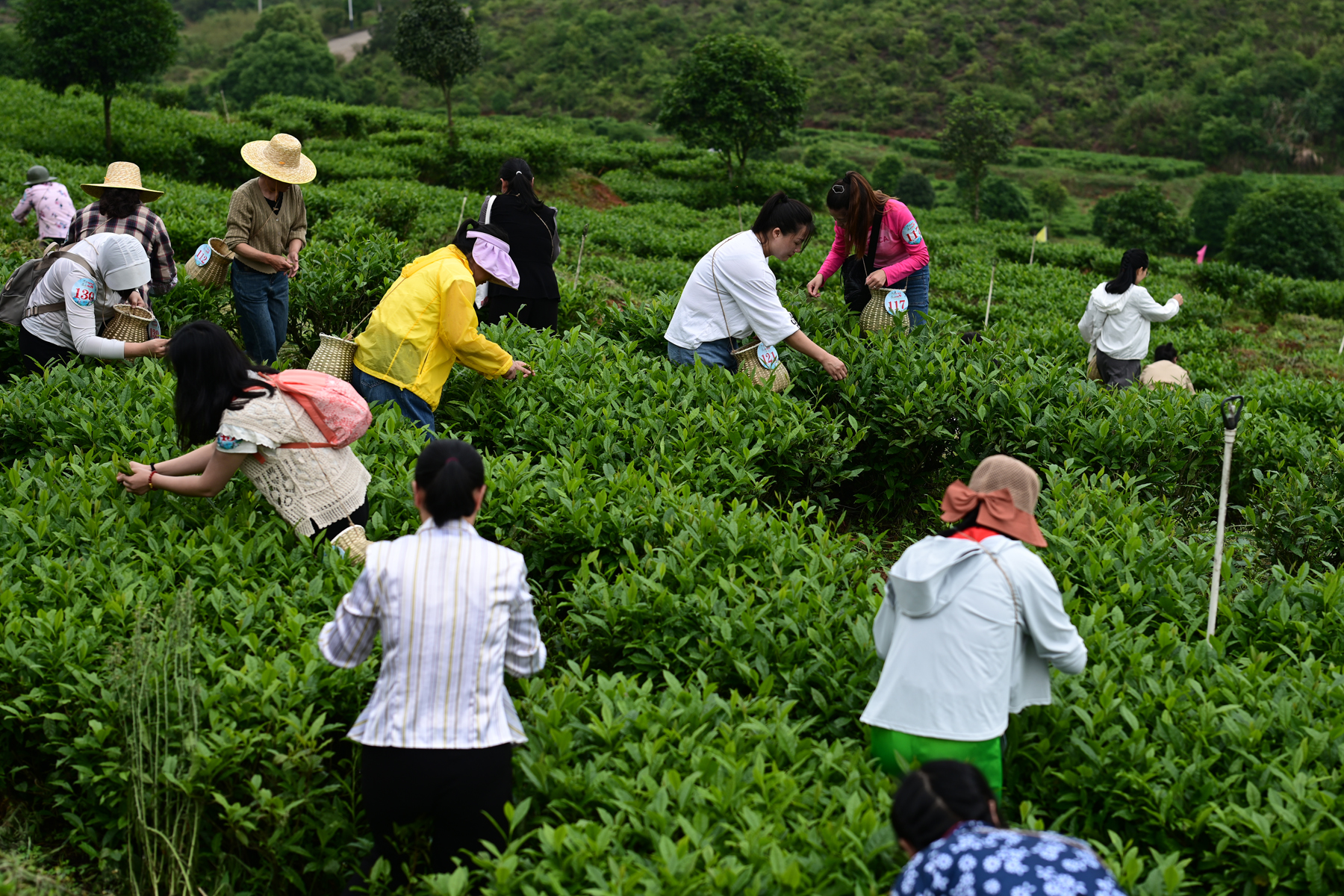 “茶上小飞燕”采茶活动（肖中伟摄）