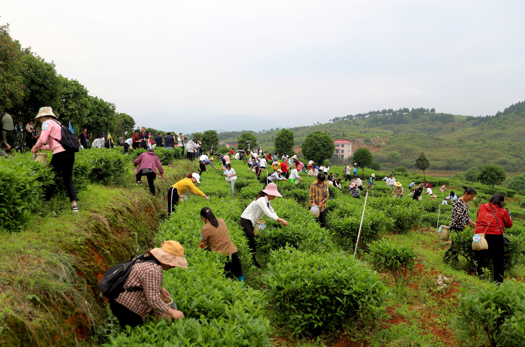 “茶上小飞燕”采茶活动（颜超摄）