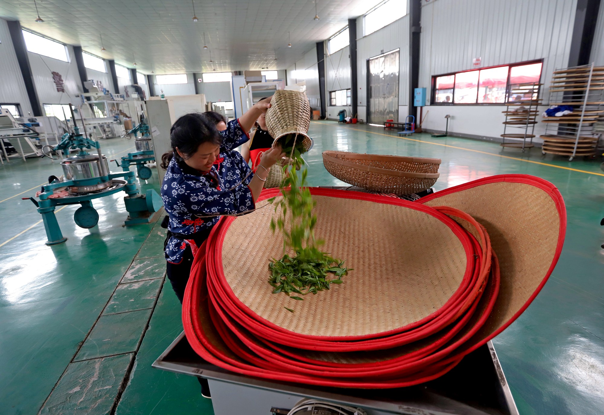 “茶上小飞燕”采茶活动（颜桃苟摄）